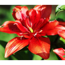 Лилия Коктейль Твинс 3шт. в упаковке