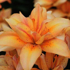 Лилия азиатская Splendid Joy (Сплендид Джой) 3шт. в упаковке