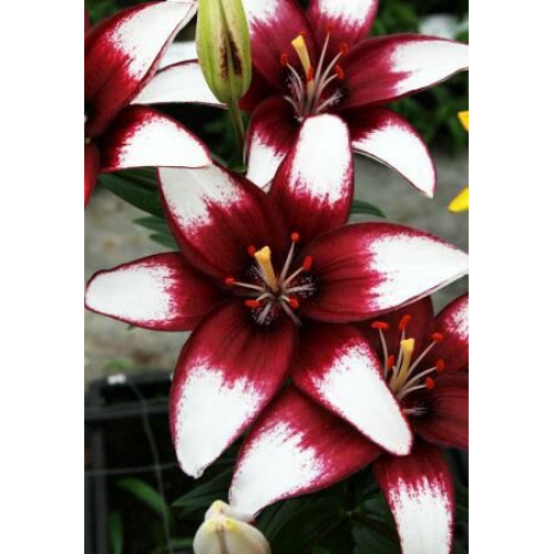 Лилия Кафе Нуар 3шт. в упаковке Лилия Кафе Нуар 3шт. в упаковке