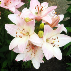 Лилия биколор азиатская Marlenе (Марлен) 3шт. в упаковке