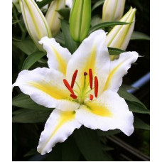 Лилия Голден Романс 3шт. в упаковке