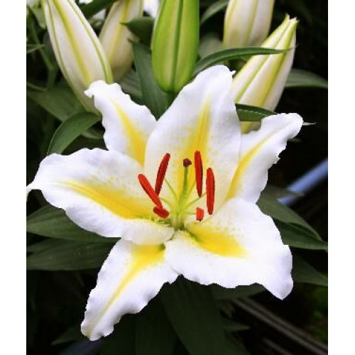 Лилия Голден Романс 3шт. в упаковке Лилия Голден Романс 3шт. в упаковке