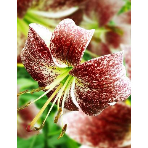 Лилия Purple Life (Пурпл Лайф) 3шт. в упаковке Лилия Purple Life (Пурпл Лайф) 3шт. в упаковке