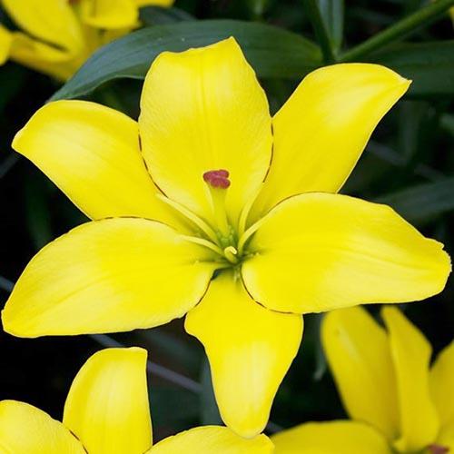 Лилия ЛА гибрид Yellow Cocot (Йеллоу Кокот) 3шт. в упаковке Лилия ЛА гибрид Yellow Cocot (Йеллоу Кокот) 3шт. в упаковке