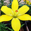 Лилия ЛА гибрид Yellow Cocot (Йеллоу Кокот) 3шт. в упаковке Лилия ЛА гибрид Yellow Cocot (Йеллоу Кокот) 3шт. в упаковке
