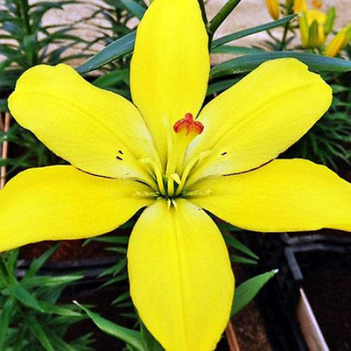 Лилия ЛА гибрид Yellow Cocot (Йеллоу Кокот) 3шт. в упаковке Лилия ЛА гибрид Yellow Cocot (Йеллоу Кокот) 3шт. в упаковке