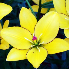 Лилия ЛА гибрид Yellow Cocot (Йеллоу Кокот) 3шт. в упаковке