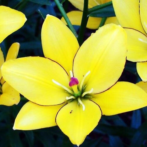 Лилия ЛА гибрид Yellow Cocot (Йеллоу Кокот) 3шт. в упаковке Лилия ЛА гибрид Yellow Cocot (Йеллоу Кокот) 3шт. в упаковке