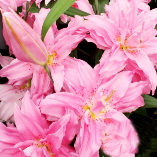 Лилия восточная Diantha (Дианта) 3шт. в упаковке Лилия восточная Diantha (Дианта) 3шт. в упаковке