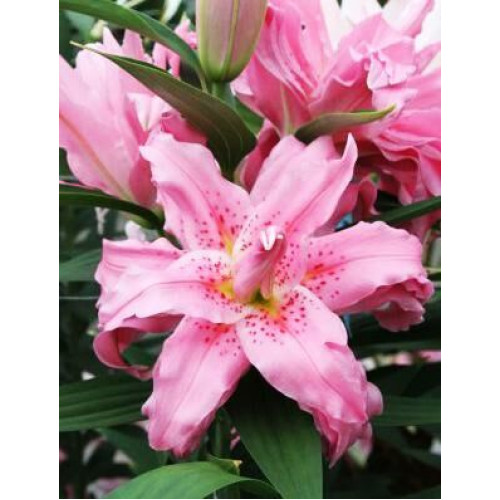 Лилия восточная Diantha (Дианта) 3шт. в упаковке Лилия восточная Diantha (Дианта) 3шт. в упаковке