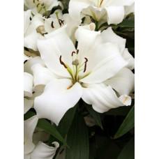 Лилия Фастрада 3шт. в упаковке