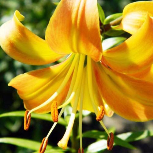 Лилия ОТ гибрид Orange Space (Оранж Спэйс) 3шт. в упаковке Лилия ОТ гибрид Orange Space (Оранж Спэйс) 3шт. в упаковке