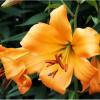 Лилия ОТ гибрид Orange Space (Оранж Спэйс) 3шт. в упаковке Лилия ОТ гибрид Orange Space (Оранж Спэйс) 3шт. в упаковке