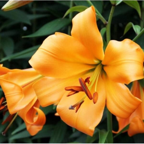 Лилия ОТ гибрид Orange Space (Оранж Спэйс) 3шт. в упаковке Лилия ОТ гибрид Orange Space (Оранж Спэйс) 3шт. в упаковке
