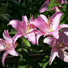 Лилия восточная Chelsea (Челси) 3шт. в упаковке