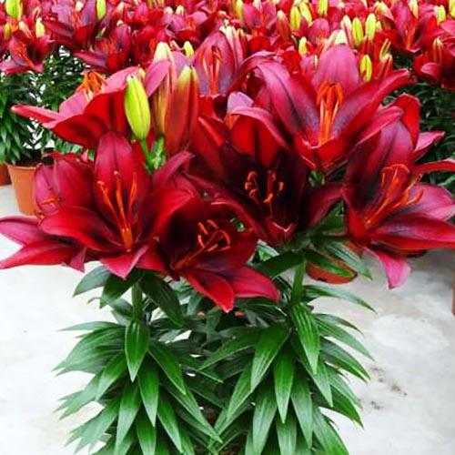 Лилия азиатская Tiny Comfort (Тайни Комфорт) 3шт. в упаковке Лилия азиатская Tiny Comfort (Тайни Комфорт) 3шт. в упаковке