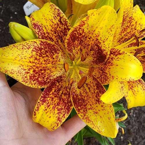 Лилия азиатская Tiny Nugget (Тайни Наггет) 3шт. в упаковке Лилия азиатская Tiny Nugget (Тайни Наггет) 3шт. в упаковке