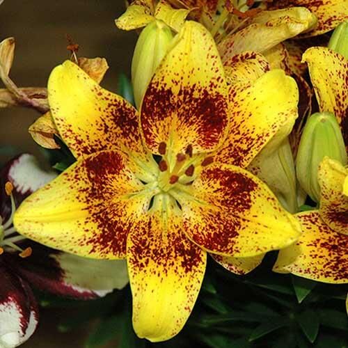 Лилия азиатская Tiny Nugget (Тайни Наггет) 3шт. в упаковке Лилия азиатская Tiny Nugget (Тайни Наггет) 3шт. в упаковке