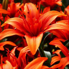 Лилия азиатская Crazy Twin (Крейзи Твин) 3шт. в упаковке