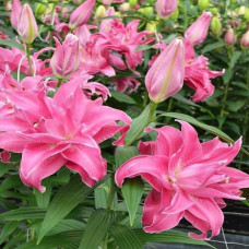 Лилия восточная Lotus Wonder ( Лотус Уандер) 3шт. в упаковке