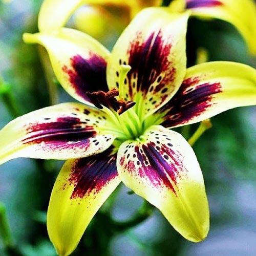 Лилия Pieton (Пайтон) 3шт. в упаковке Лилия Pieton (Пайтон) 3шт. в упаковке