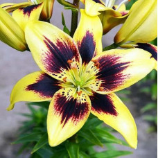 Лилия Pieton (Пайтон) 3шт. в упаковке