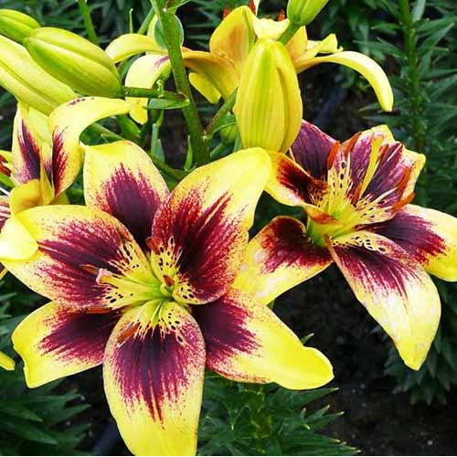 Лилия Pieton (Пайтон) 3шт. в упаковке Лилия Pieton (Пайтон) 3шт. в упаковке