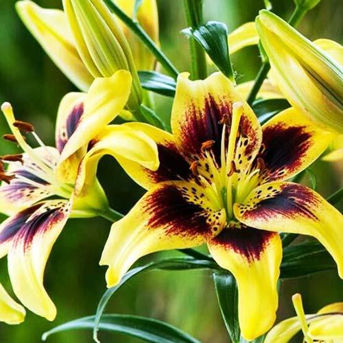 Лилия Pieton (Пайтон) 3шт. в упаковке Лилия Pieton (Пайтон) 3шт. в упаковке