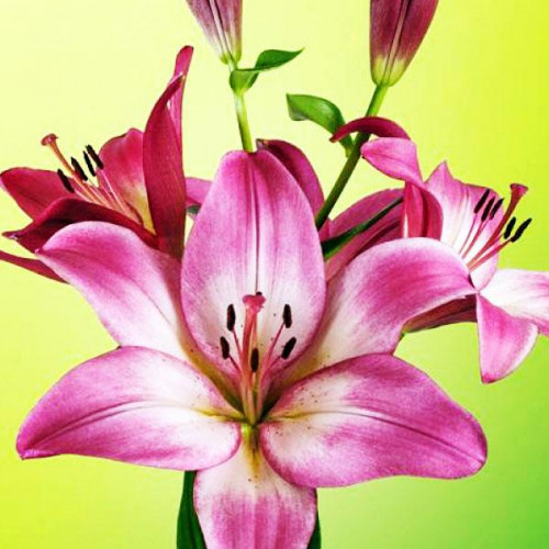 Лилия ЛА гибрид Palena (Палена) 3шт. в упаковке Лилия ЛА гибрид Palena (Палена) 3шт. в упаковке