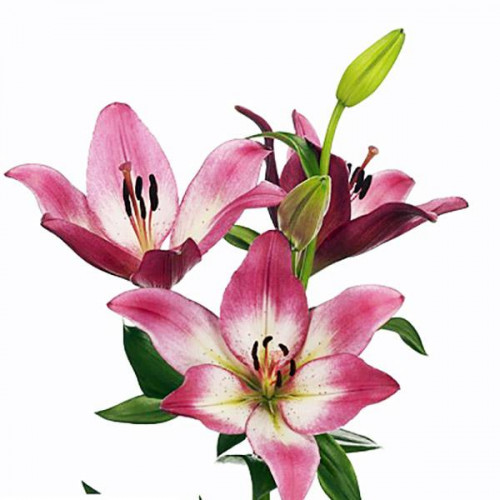 Лилия ЛА гибрид Palena (Палена) 3шт. в упаковке Лилия ЛА гибрид Palena (Палена) 3шт. в упаковке