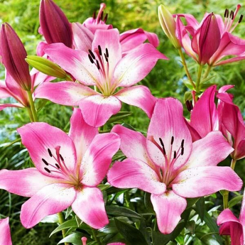 Лилия ЛА гибрид Palena (Палена) 3шт. в упаковке Лилия ЛА гибрид Palena (Палена) 3шт. в упаковке