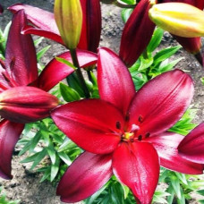 Лилия ЛА гибрид Kamsberg (Камсберг) 3шт. в упаковке