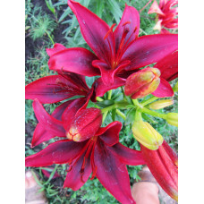 Лилия Black Out 3шт. в упаковке