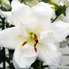 Лилия восточная Lotus Pure (Лотус Пьюр) 3шт. в упаковке