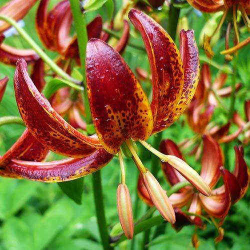 Лилия Arabian Knight (Арабиан Найт) 3шт. в упаковке Лилия Arabian Knight (Арабиан Найт) 3шт. в упаковке