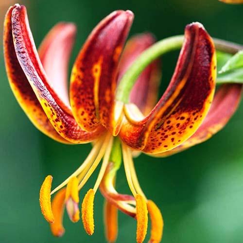 Лилия Arabian Knight (Арабиан Найт) 3шт. в упаковке Лилия Arabian Knight (Арабиан Найт) 3шт. в упаковке