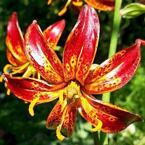 Лилия Arabian Knight (Арабиан Найт) 3шт. в упаковке Лилия Arabian Knight (Арабиан Найт) 3шт. в упаковке