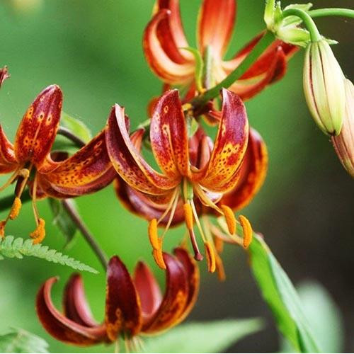 Лилия Arabian Knight (Арабиан Найт) 3шт. в упаковке Лилия Arabian Knight (Арабиан Найт) 3шт. в упаковке