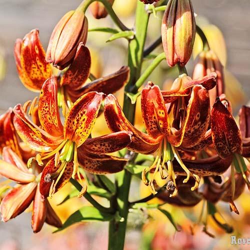 Лилия Arabian Knight (Арабиан Найт) 3шт. в упаковке Лилия Arabian Knight (Арабиан Найт) 3шт. в упаковке