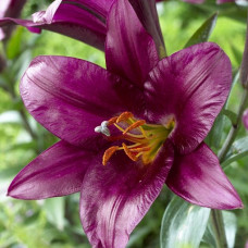 Лилия ОТ гибрид Purple Prince (Пурпл Принс) 3шт. в упаковке