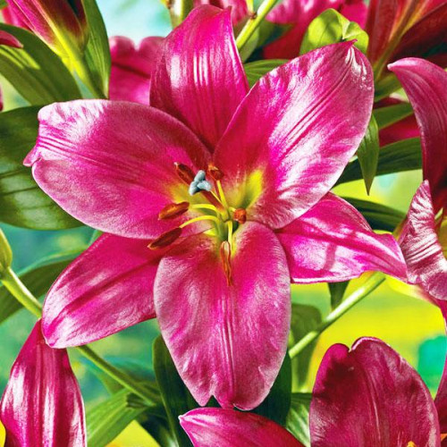 Лилия ОТ гибрид Purple Prince (Пурпл Принс) 3шт. в упаковке Лилия ОТ гибрид Purple Prince (Пурпл Принс) 3шт. в упаковке