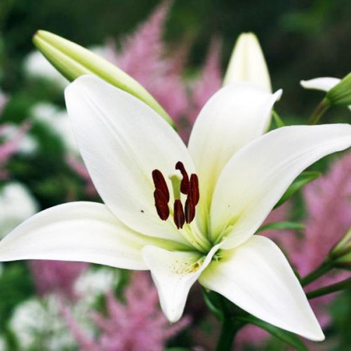 Лилия азиатская Tiny Crystal (Тайни Кристалл) 3шт. в упаковке Лилия азиатская Tiny Crystal (Тайни Кристалл) 3шт. в упаковке