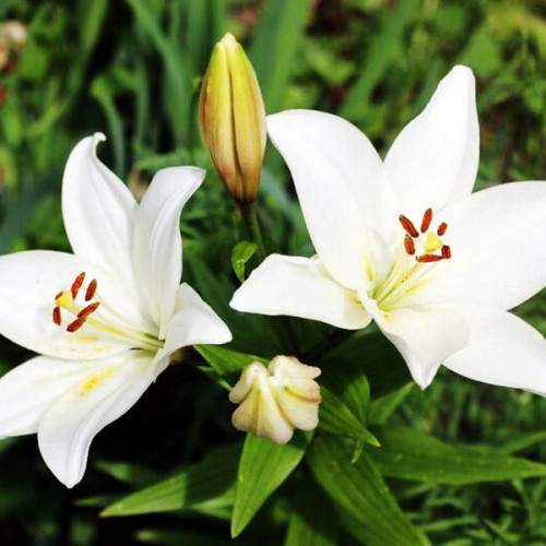 Лилия азиатская Tiny Crystal (Тайни Кристалл) 3шт. в упаковке Лилия азиатская Tiny Crystal (Тайни Кристалл) 3шт. в упаковке