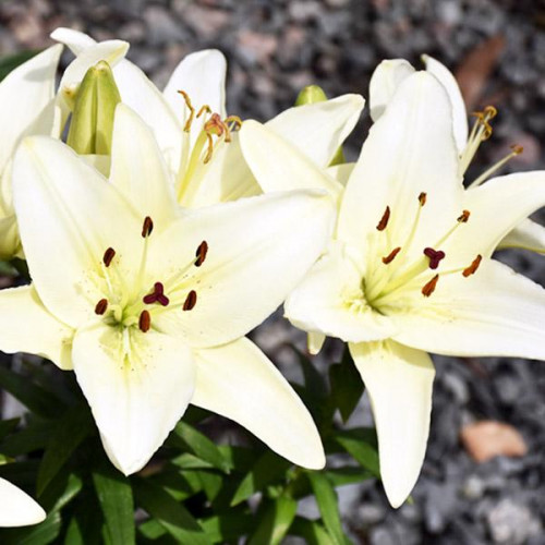 Лилия азиатская Tiny Crystal (Тайни Кристалл) 3шт. в упаковке Лилия азиатская Tiny Crystal (Тайни Кристалл) 3шт. в упаковке