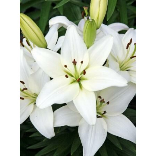 Лилия азиатская Tiny Crystal (Тайни Кристалл) 3шт. в упаковке Лилия азиатская Tiny Crystal (Тайни Кристалл) 3шт. в упаковке