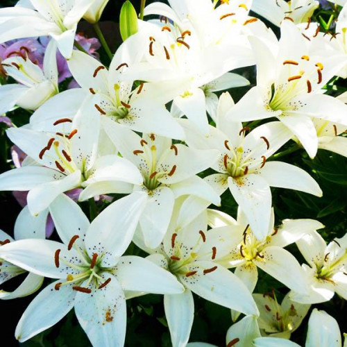 Лилия азиатская Tiny Crystal (Тайни Кристалл) 3шт. в упаковке Лилия азиатская Tiny Crystal (Тайни Кристалл) 3шт. в упаковке