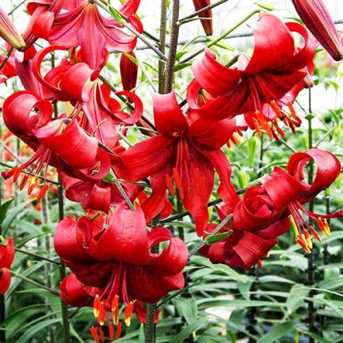 Лилия тигровая Red Flavour (Рэд Флейвоур) 3шт. в упаковке Лилия тигровая Red Flavour (Рэд Флейвоур) 3шт. в упаковке