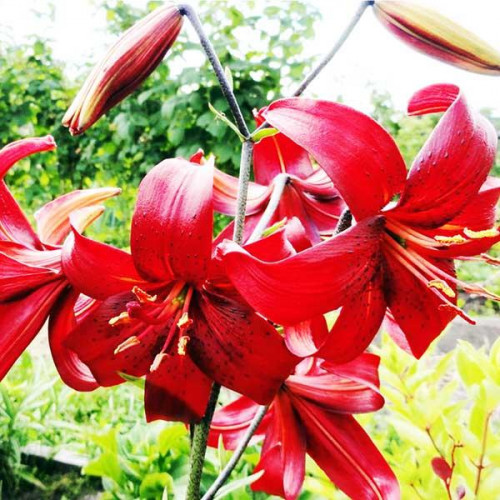 Лилия тигровая Red Flavour (Рэд Флейвоур) 3шт. в упаковке Лилия тигровая Red Flavour (Рэд Флейвоур) 3шт. в упаковке