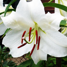 Лилия LOO гибрид Bright Brilliant (Брайт Бриллиант) 3шт. в упаковке