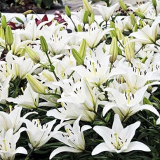 Лилия азиатская Navona (Навона) 3шт. в упаковке